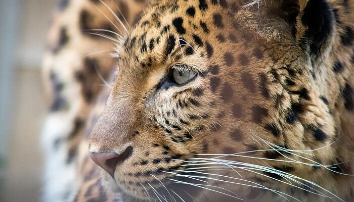 biblical-meaning-of-leopard-in-dreams