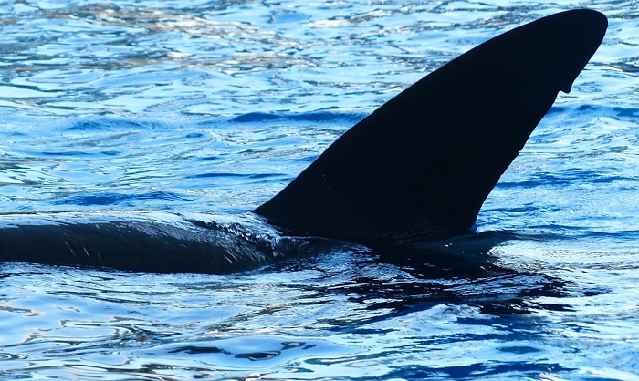 dreams-about-killer-whales-meaning-and-interpretation