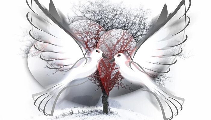 dove-symbolism-meaning-spirit-totem-power-animal