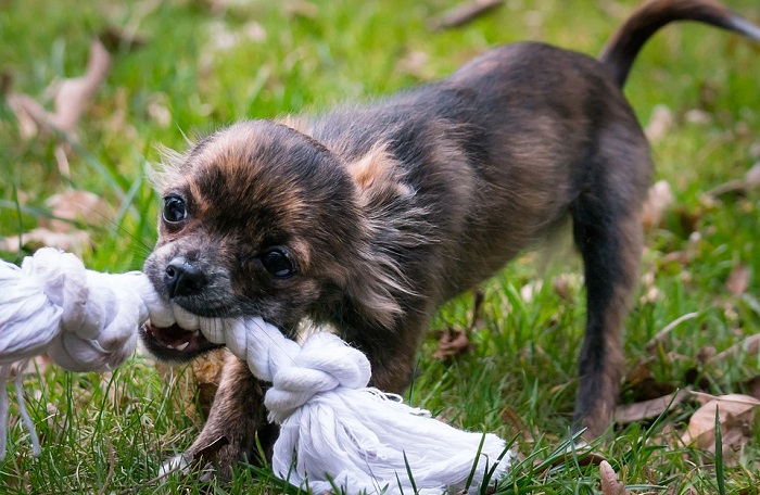 what does it mean when a dog bites your left hand in a dream