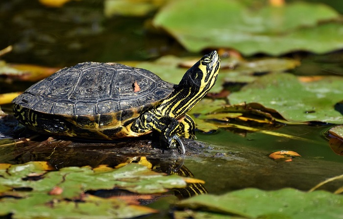 dream-of-tortoise-meaning-and-symbolism