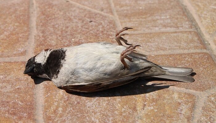 dreaming-of-dead-birds-meaning-and-symbolism