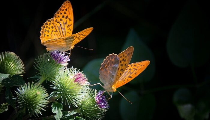 orange-butterfly-meaning-and-symbolism