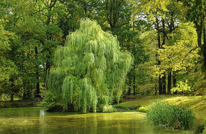 Willow Tree - Meaning and Symbolism