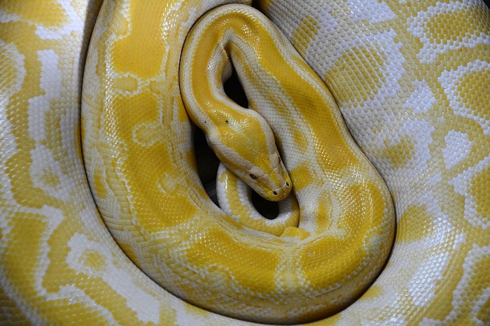yellow boa constrictor