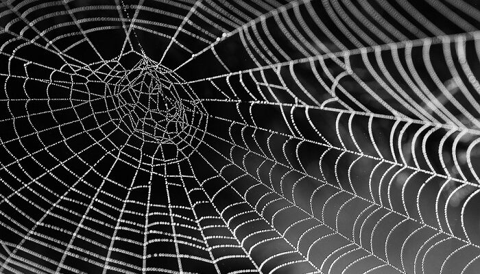 dream-of-cobwebs-meaning-and-symbolism