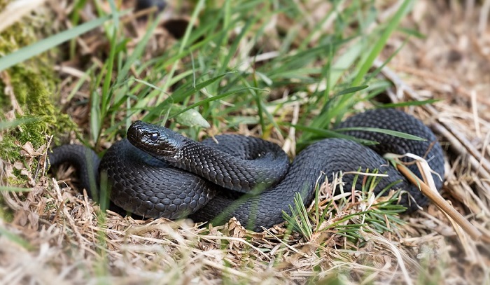 black-snake-in-dream-meaning-of-dream-symbols