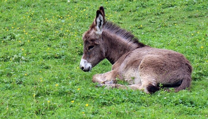 donkey-dream-meaning-and-symbolism