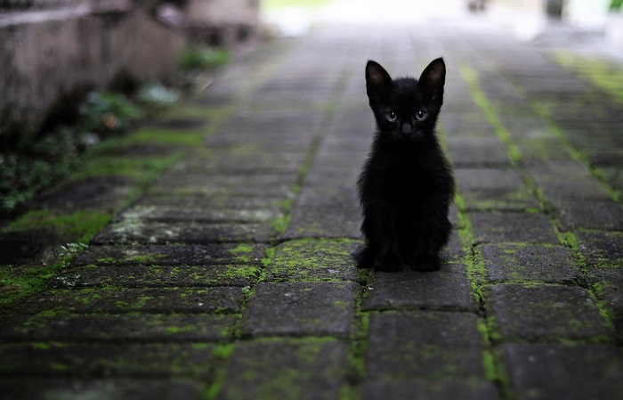 what-does-a-black-cat-in-dream-images-mean-explore-your-dream-life