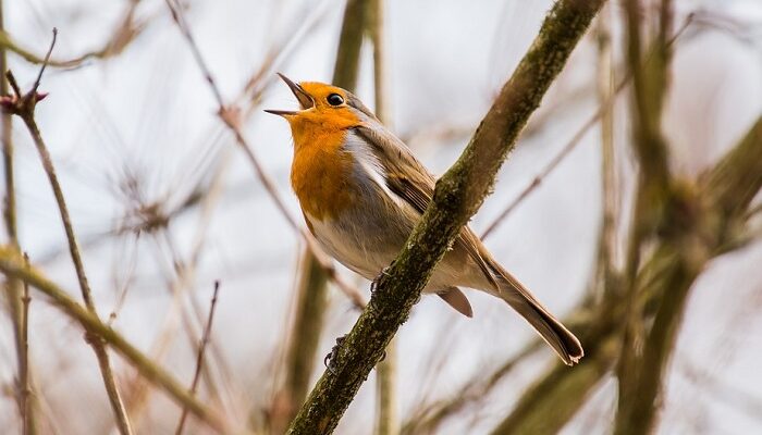 Chirping Birds Meaning