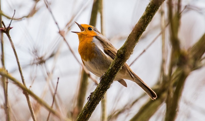 birds-chirping-at-night-spiritual-meaning-a-divine-sign