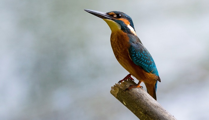 spiritual-meaning-of-kingfisher