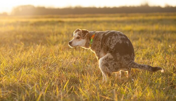 dream-about-dog-poop-meaning-and-symbolism