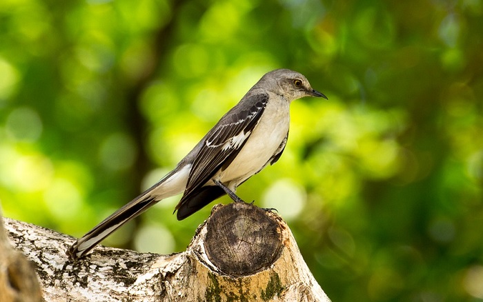 Signification Spirituelle De L Oiseau Moqueur